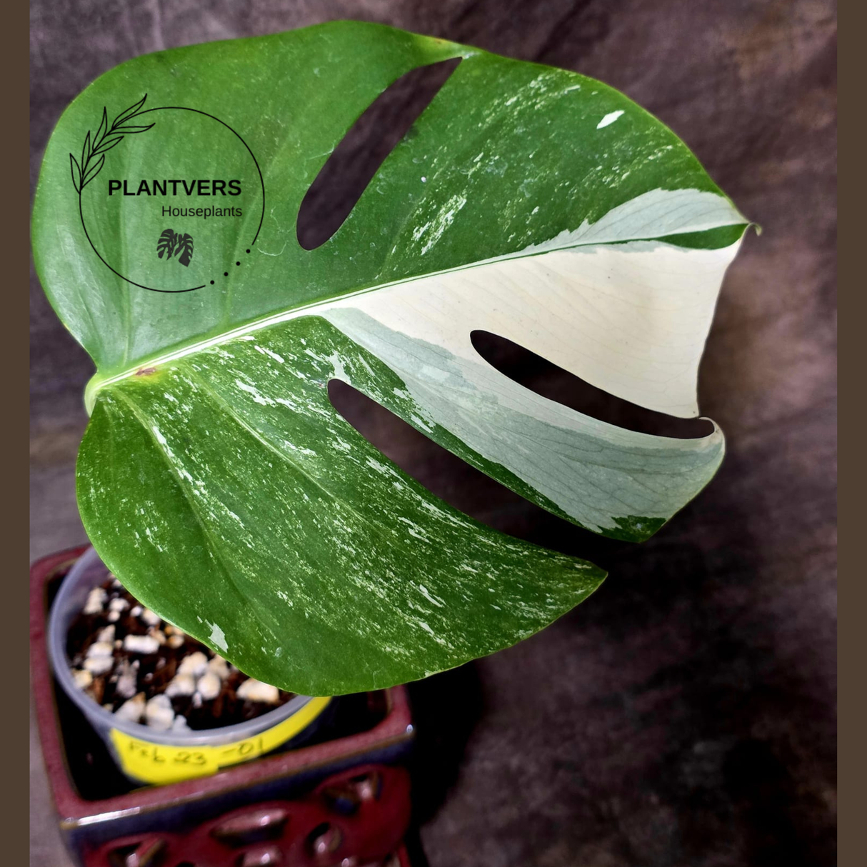 Rare Variegated Monstera Albo - White Albo Borsigiana EXACT Plant - Large Form - US Seller