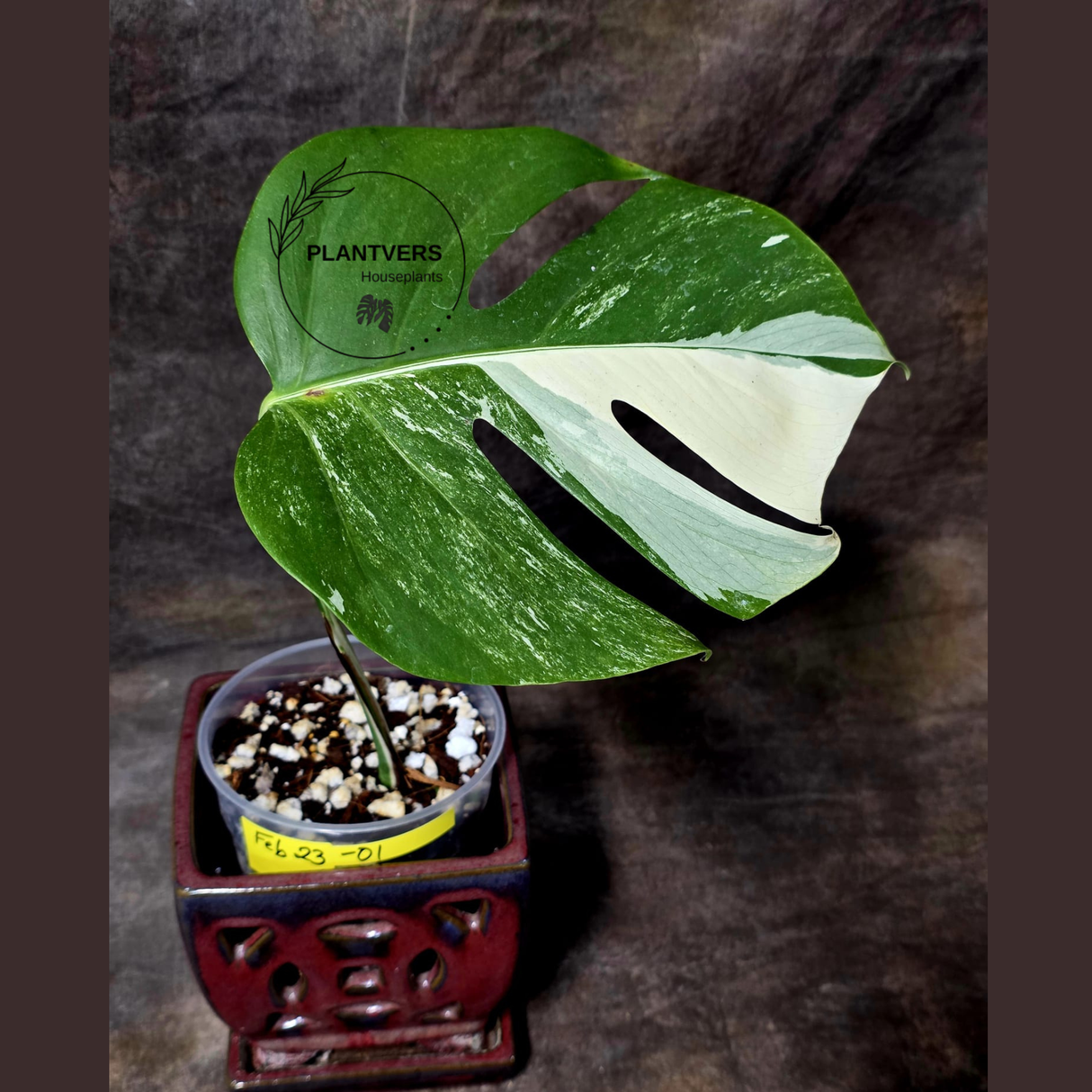 Rare Variegated Monstera Albo - White Albo Borsigiana EXACT Plant - Large Form - US Seller