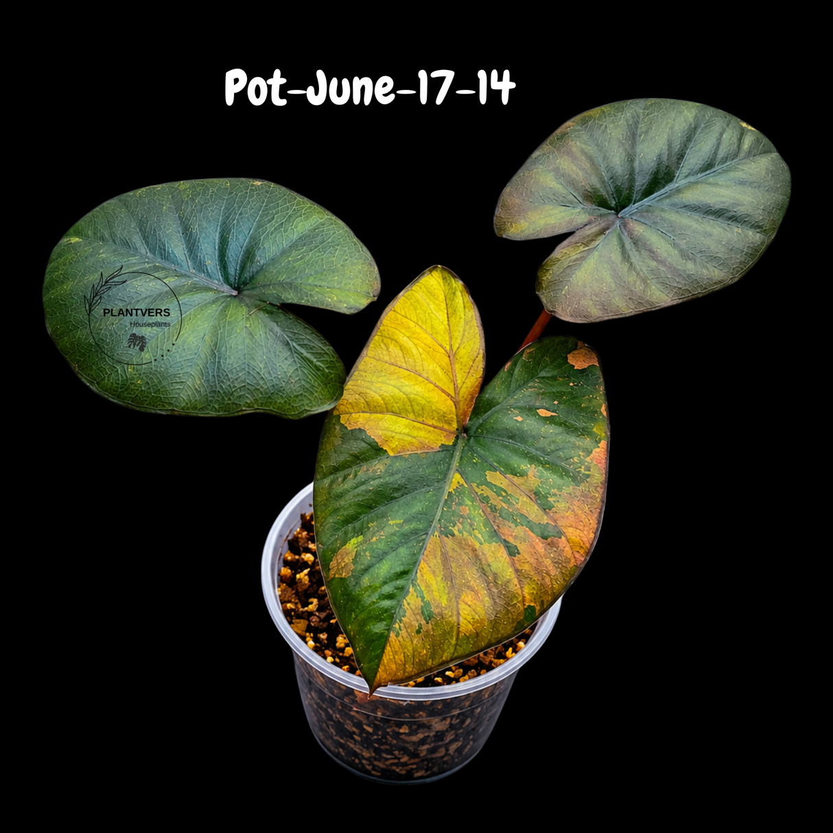 Alocasia Serendipity Pink Variegated - Collector's Aroid - Super Rare Pink Variegated Alocasia Exact SAME Plant - US Seller