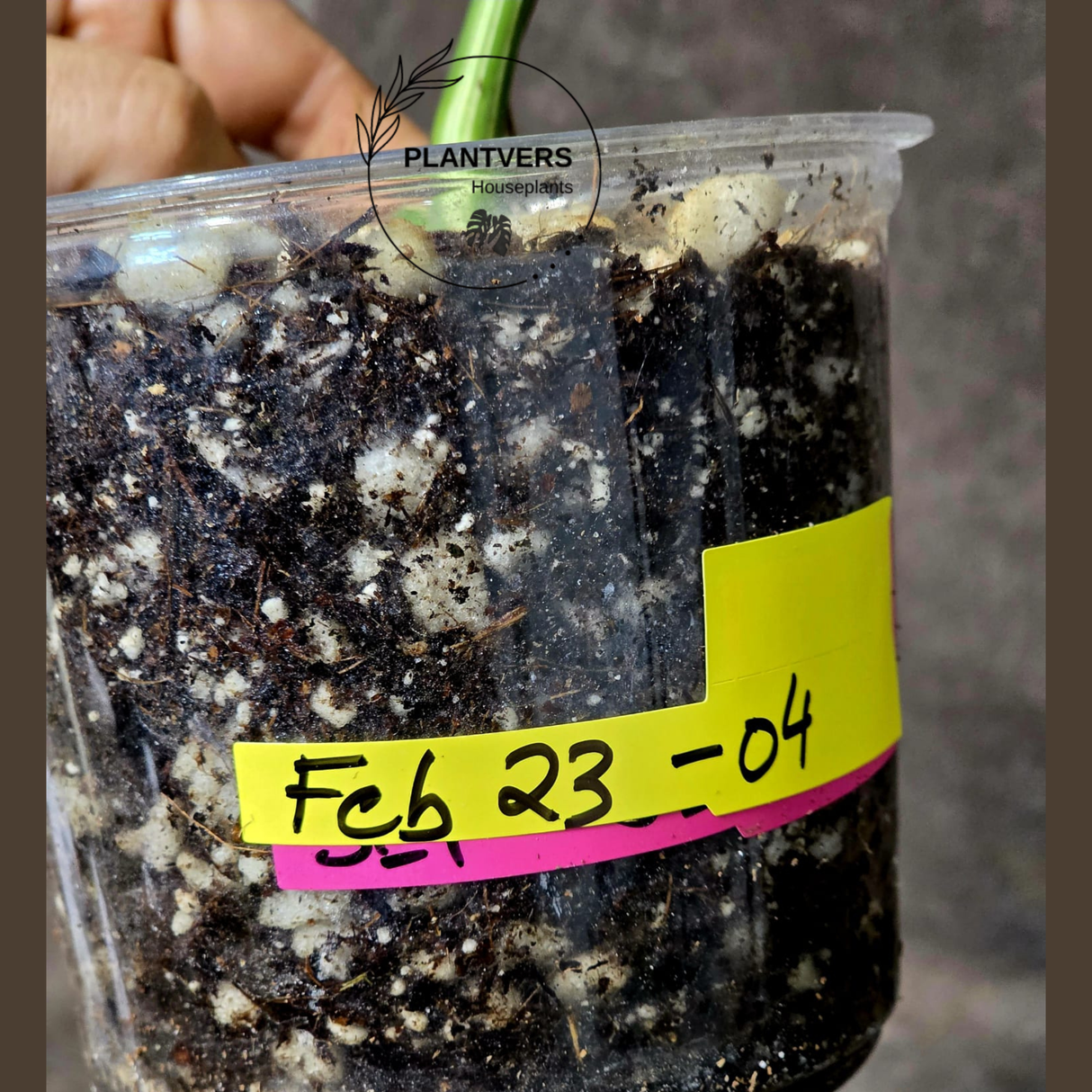 Rare Variegated Monstera Albo - White Albo Borsigiana EXACT Plant - Half-Moon Leaf - US Seller