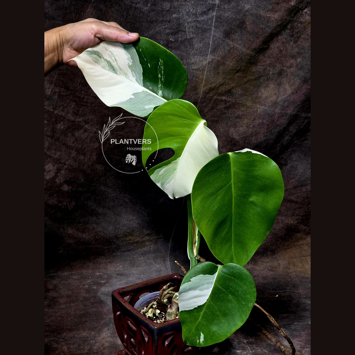 albo monstera sale