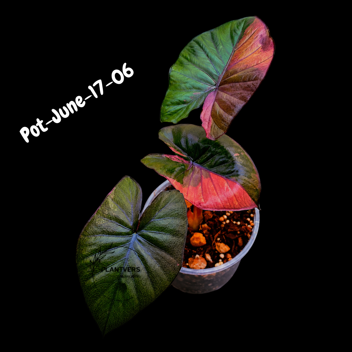 Alocasia Serendipity Pink Variegated - Collector's Aroid - Super Rare Pink Variegated Alocasia Exact SAME Plant - US Seller