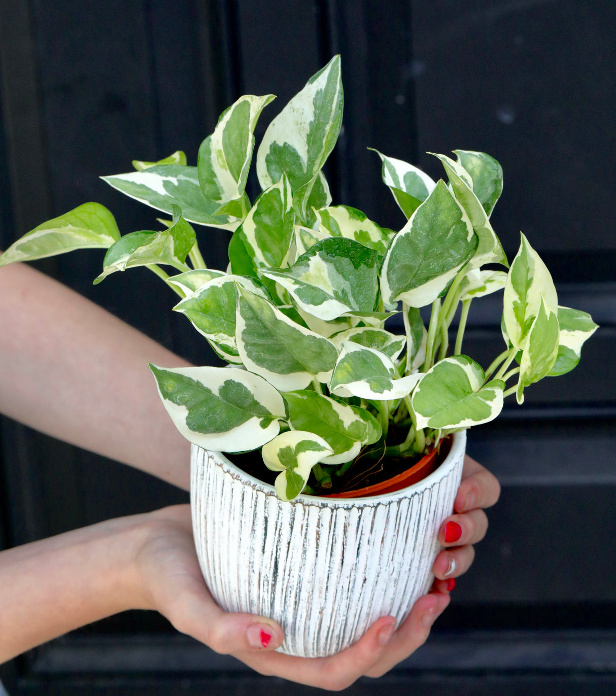 Live Pearls and Jade Pothos in a 4" Nursery Pot