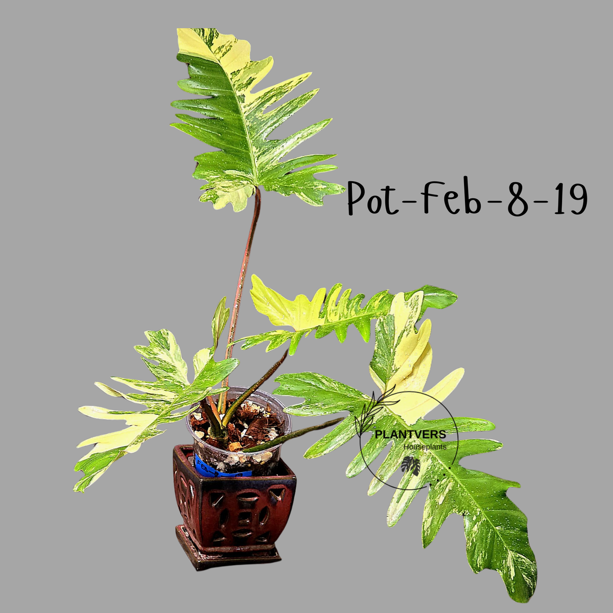 Variegated Philodendron Florida Beauty x Mayoi Exact Plant - Super RARE Live Plants - Stunning Hybrid Aroid with Marbled Foliage - US Seller