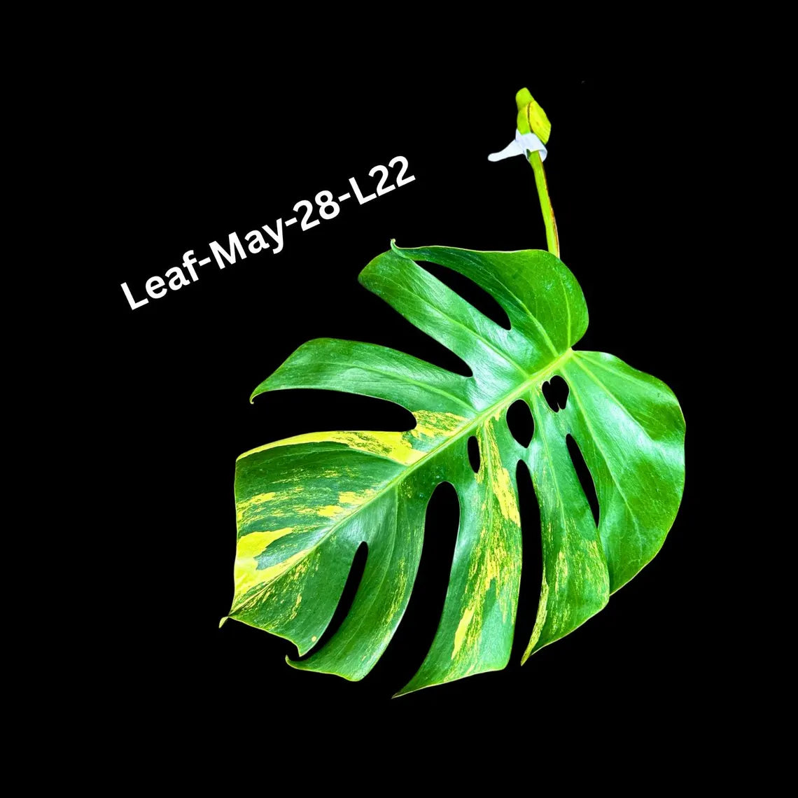 Monstera Borsigiana Aurea Variegated Cutting - Monstera Aurea Variegata - Monstera Marmota Cuts - Exact Same Cut - US Seller