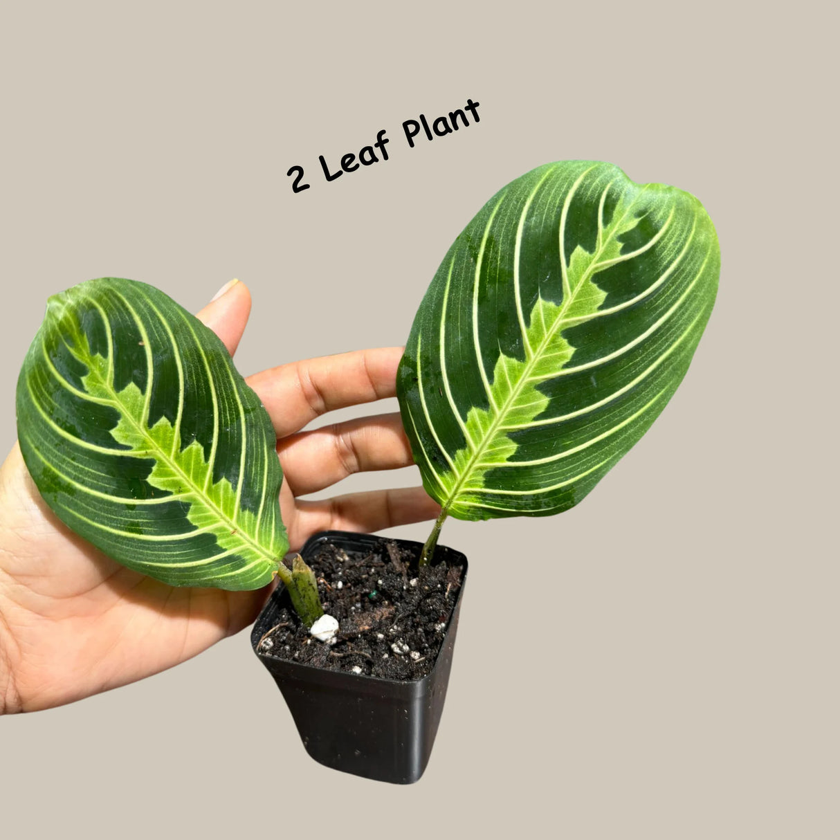 Lemon Lime Prayer Plant Live in Grow Pot - Low Light Office Plant - Maranta Leuconeura - Potted Gift houseplant - Air Purifier Indoor Plant - Gift Plant