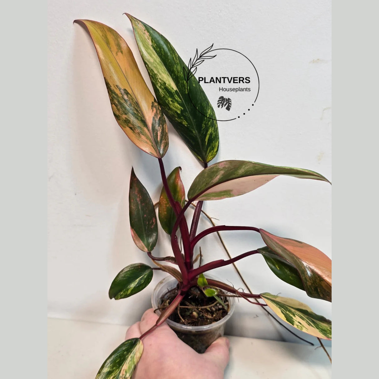 pink indoor plant
Gift Houseplant
Rare Philodendron
Rooted Plant