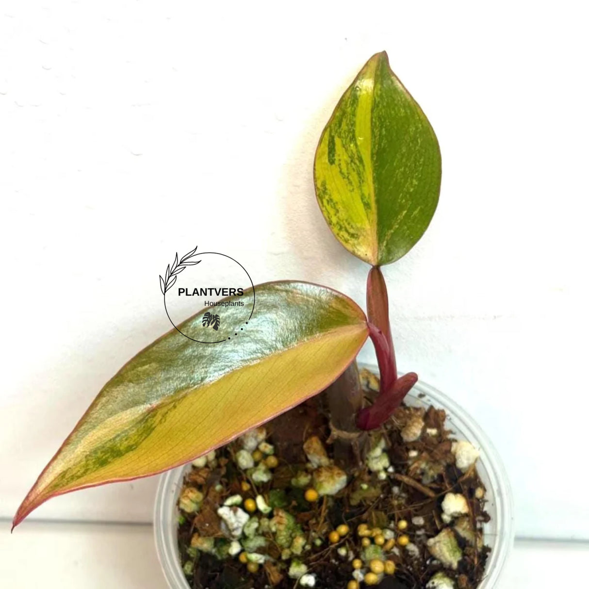 Strawberry Shake
Live Indoor Plants
rare houseplant