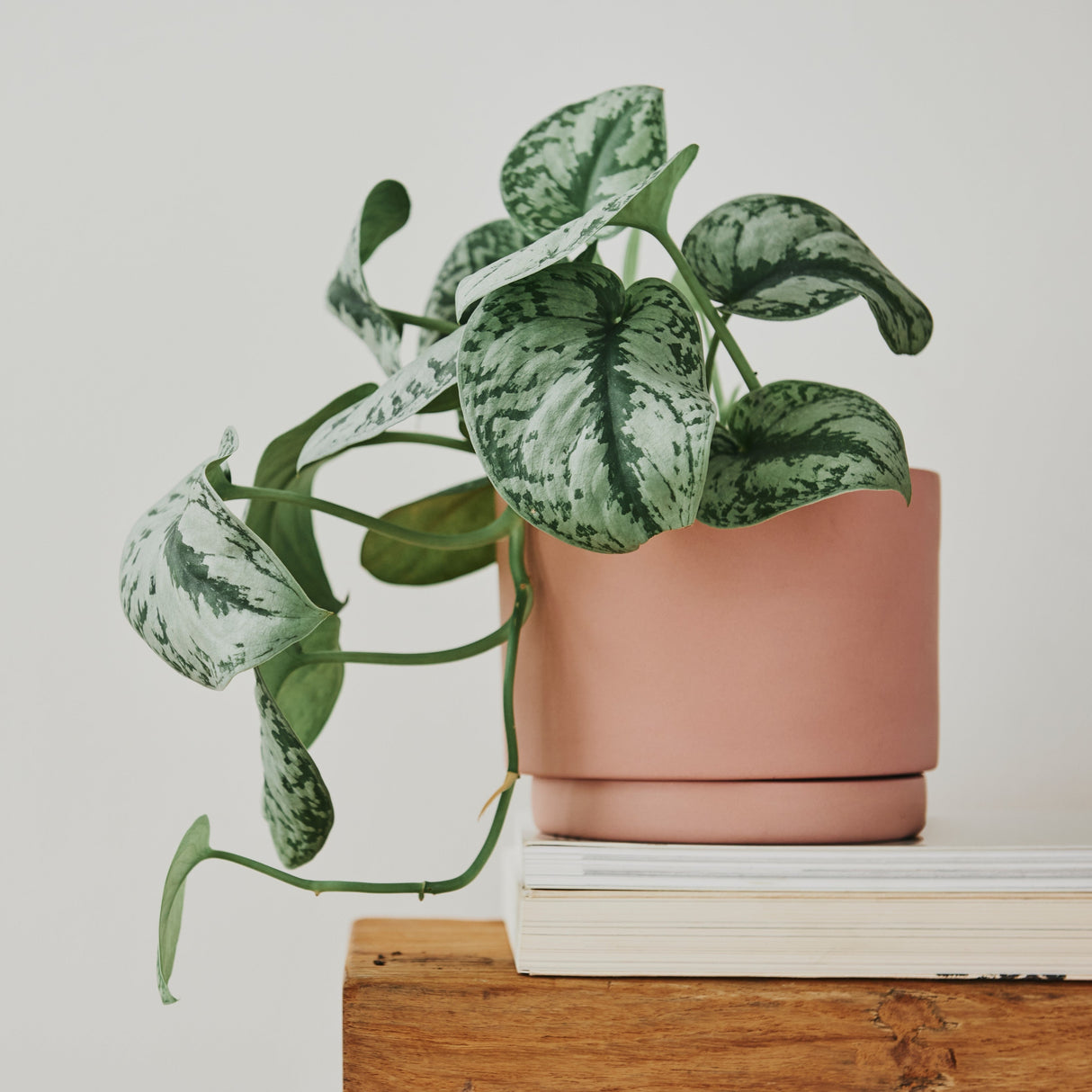 Scindapsus Silver Exotica Plant in 5" Vining Pot - Silver Satin Pothos