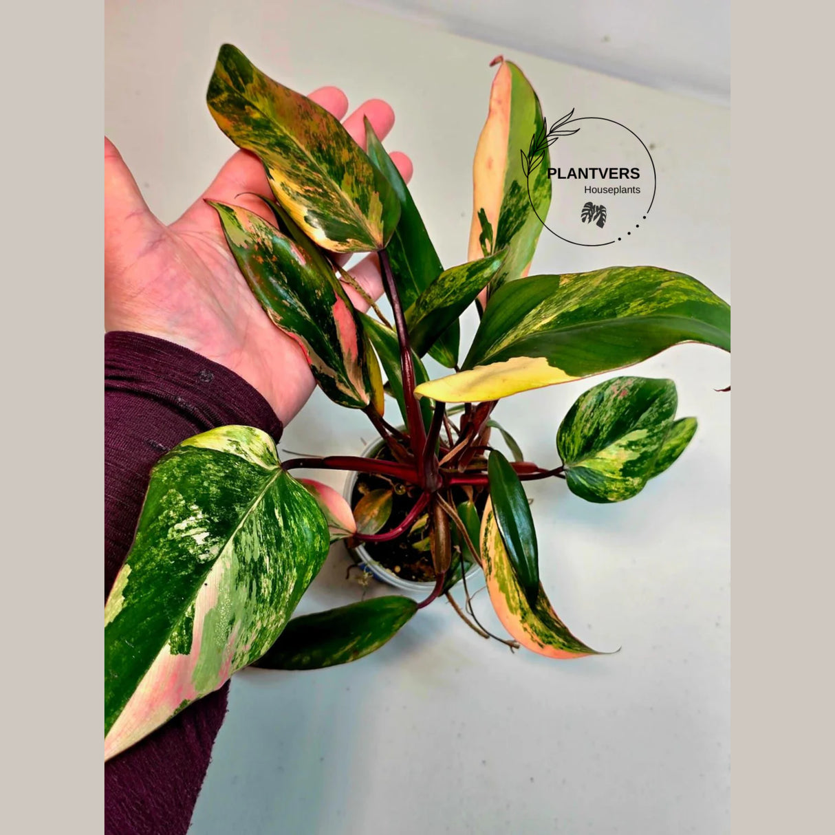 rare houseplant
Rare Philodendron
rare collector plant