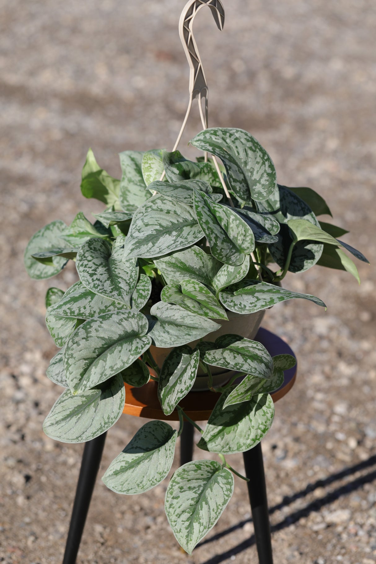 Scindapsus Silver Exotica Plant in a 8" Nursery - Scindapsus Pictus