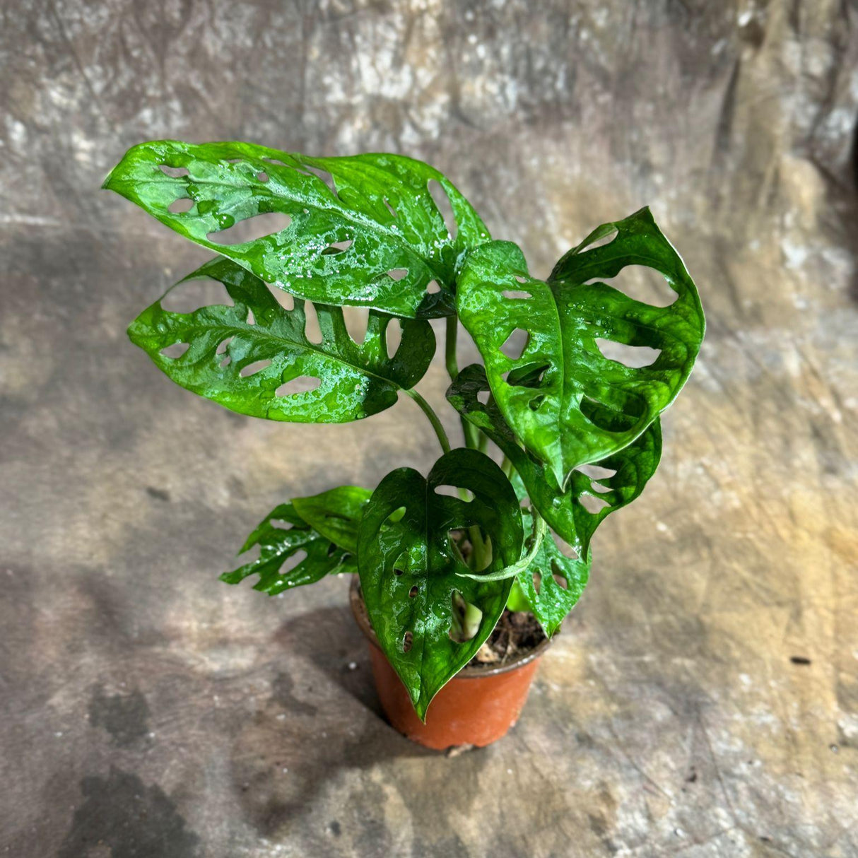 Monstera Adansonii Swiss Cheese Plant in a 4" Nursery Pot – Live Indoor Monstera Houseplant – Swiss Cheese Vine