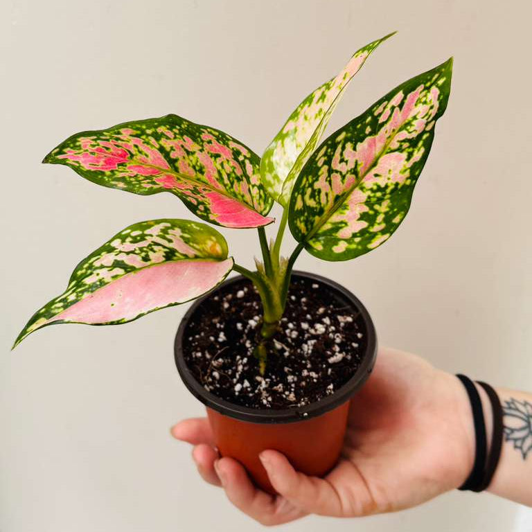 Aglaonema Lady Valentine in 2" Pot - Rare Pink Indoor Plant - Chinese Evergreen Live Plant - Easy Care Houseplant - Home & Office Gift