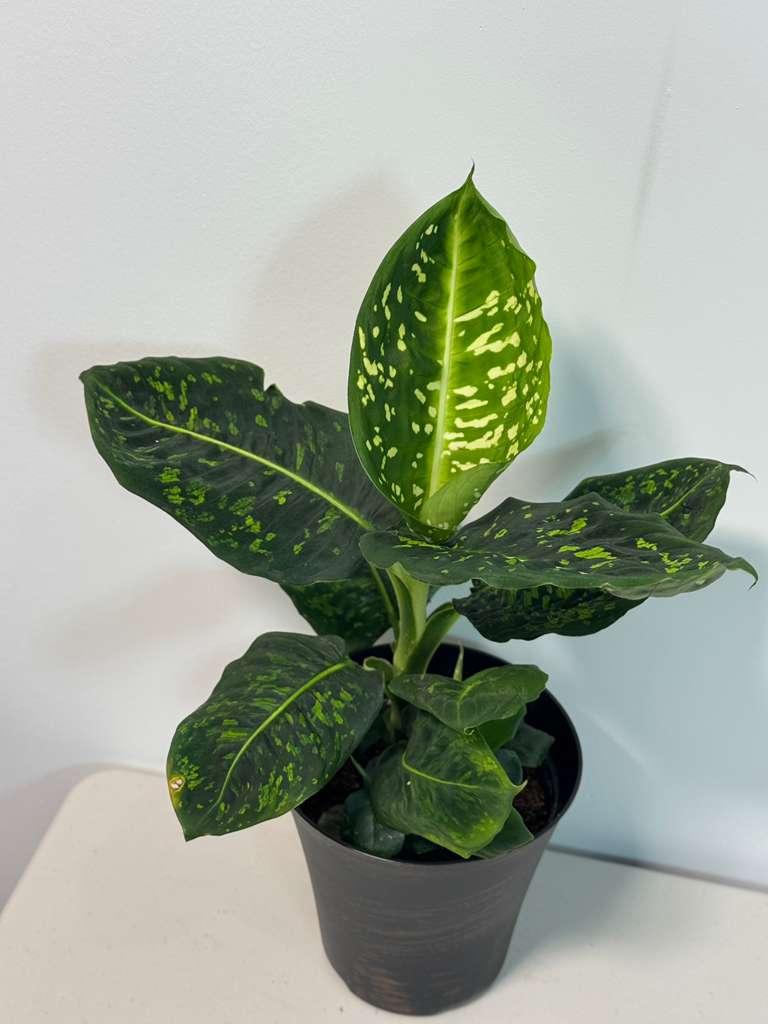 Dieffenbachia Reflector in a 6” Pot | Rare Dumb Cane | Speckled Foliage Plant | Low Light Live Houseplant | Easy Care Tropical Indoor Plant