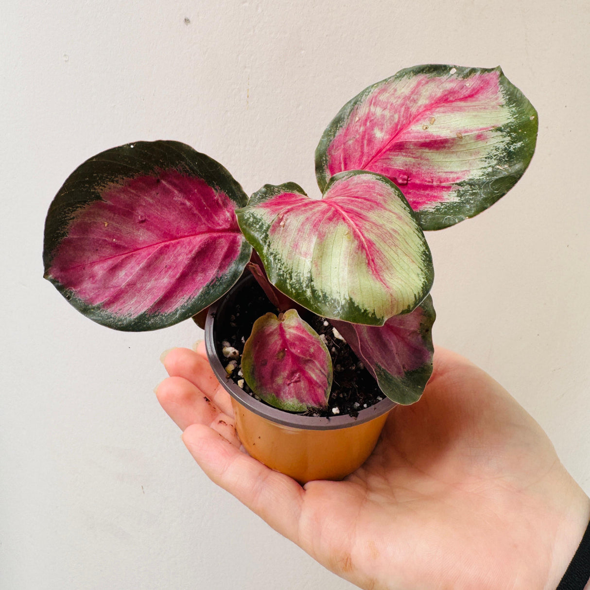 Calathea Roseopicta Rosy in 2" Grow Pot – Live Calathea ‘Peacock’ – Air Purifying Houseplant – Easy Care & Low Maintenance Indoor Plant – Decorative Foliage Plant