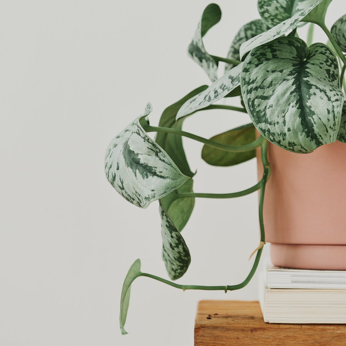 Scindapsus Silver Exotica Plant in 5" Vining Pot - Silver Satin Pothos