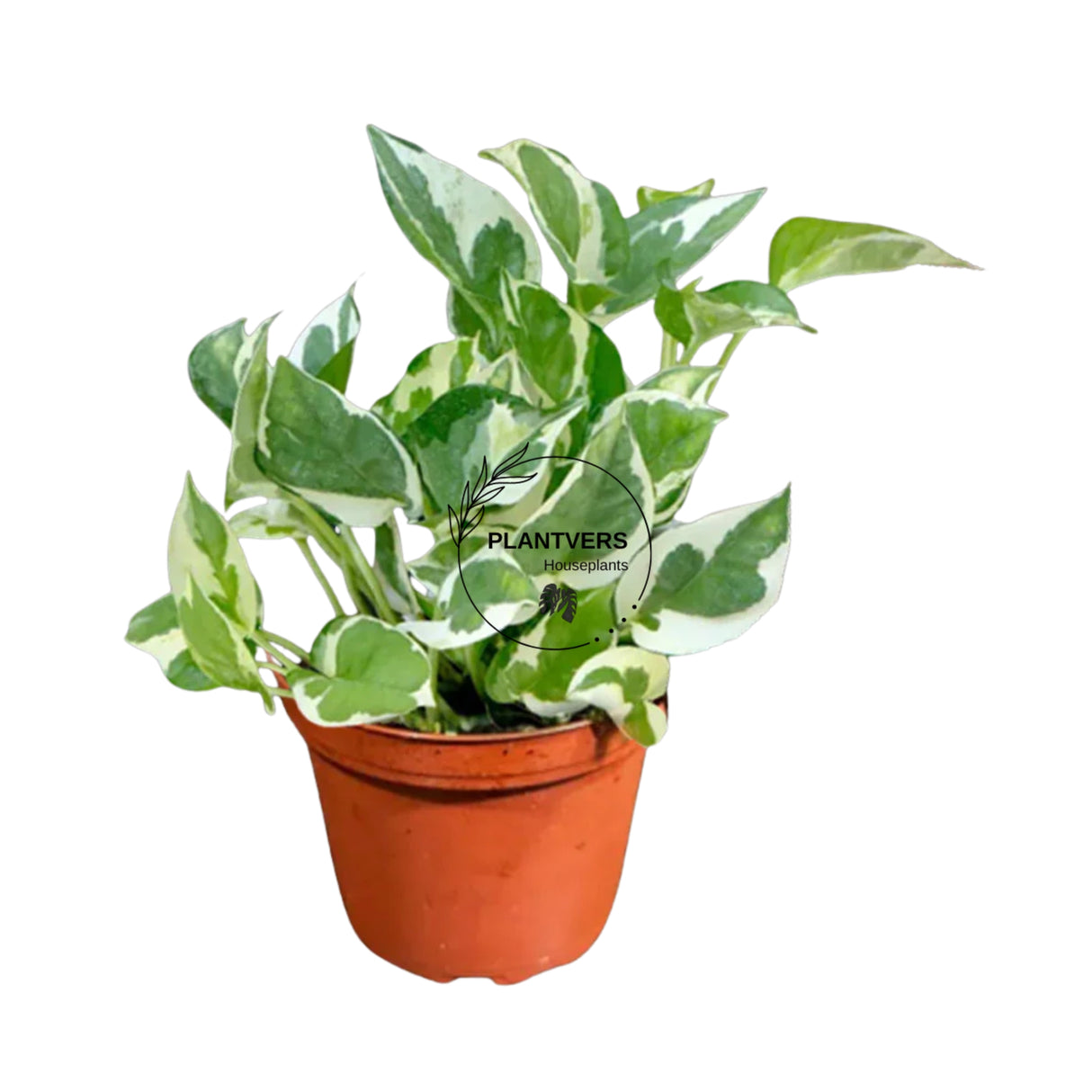 4β Pearls & Jade Pothos (Wholesale Indoor Plant Case of 10 Pots)