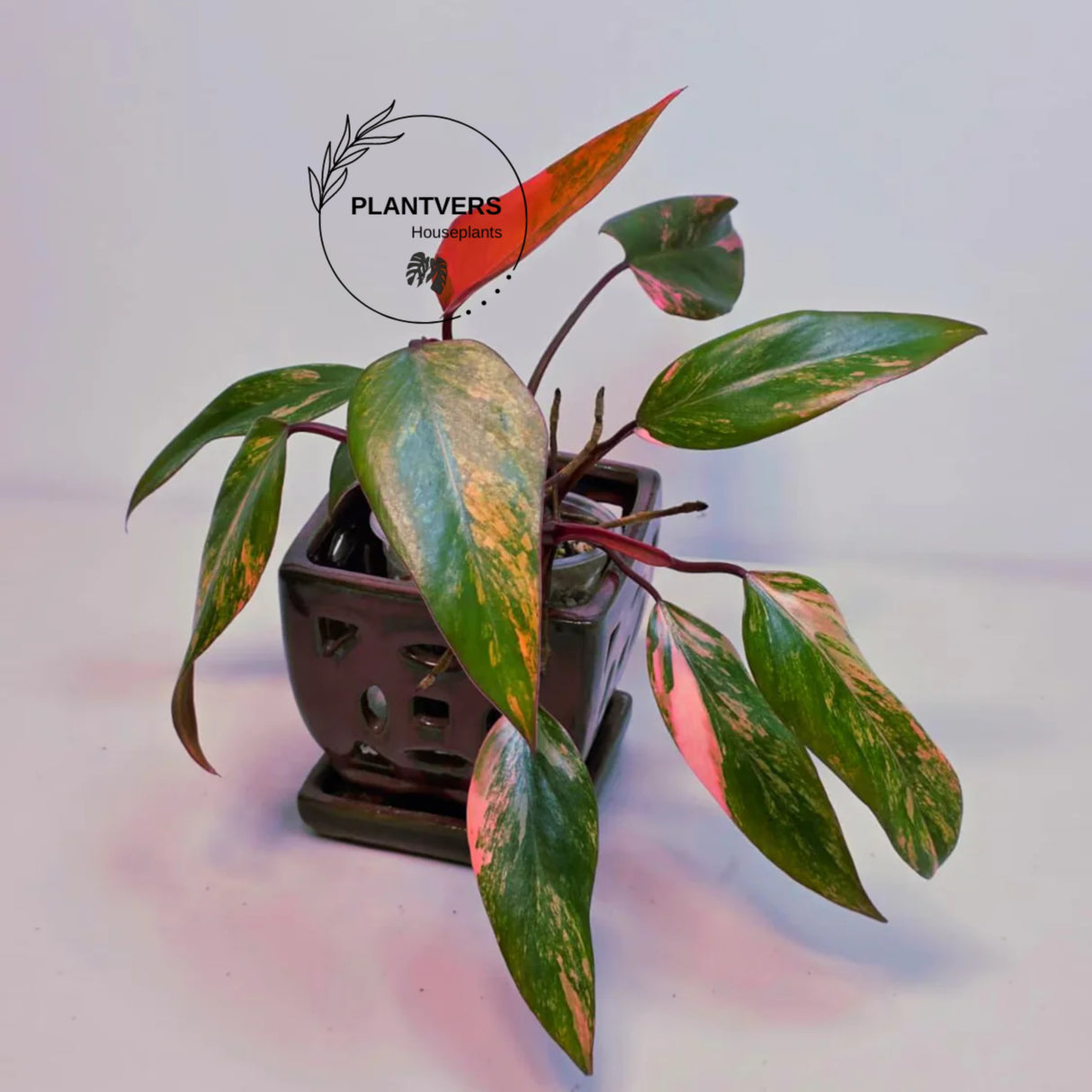 Strawberry Shake
Gift Houseplant
Live Indoor Plants