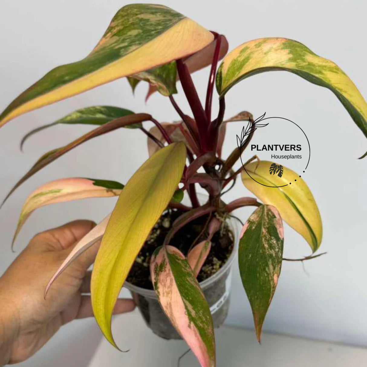 bright pink plant
rare collector plant
Variegated Plant
Gift Houseplant