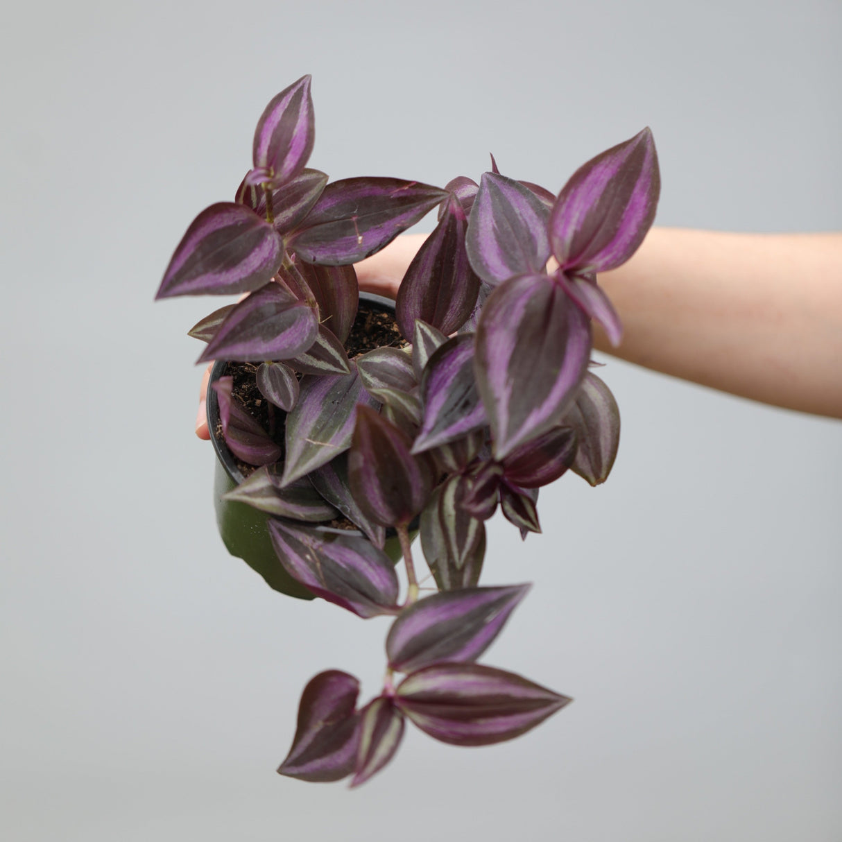 Purple Wandering Jew in 3” Nursery Pot - Purple Tradescantia Plant - Low Light Houseplant - Pet Friendly Plant - Easy Indoor Plant