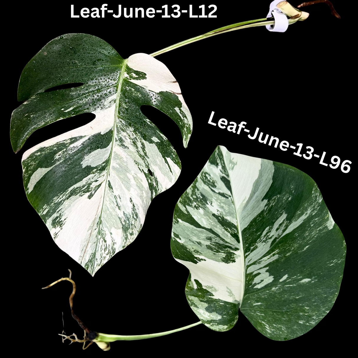 Monstera Albo - Rare Variegated Monstera Borsigiana Albo - Rare Collector Plant - White Monstera Albo Cuts - EXACT Cut or Plant - USA seller
