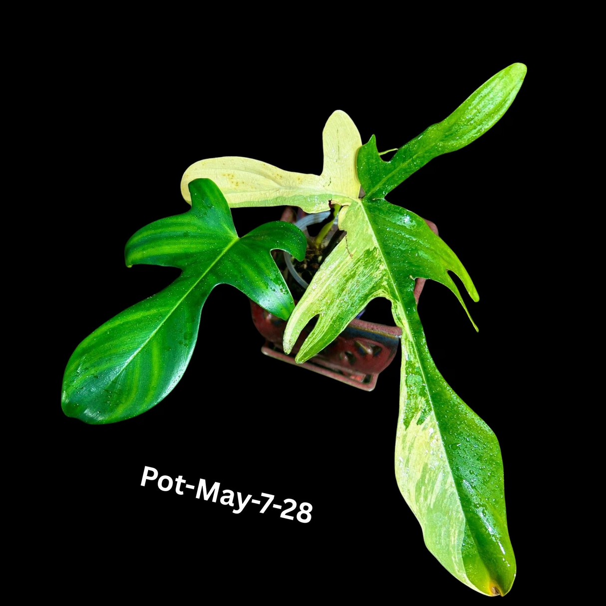 Variegated Philodendron Florida Beauty EXACT Same Plant - Live Indoor Collector Plant - US Seller - Variegated Florida Gift Same Plant