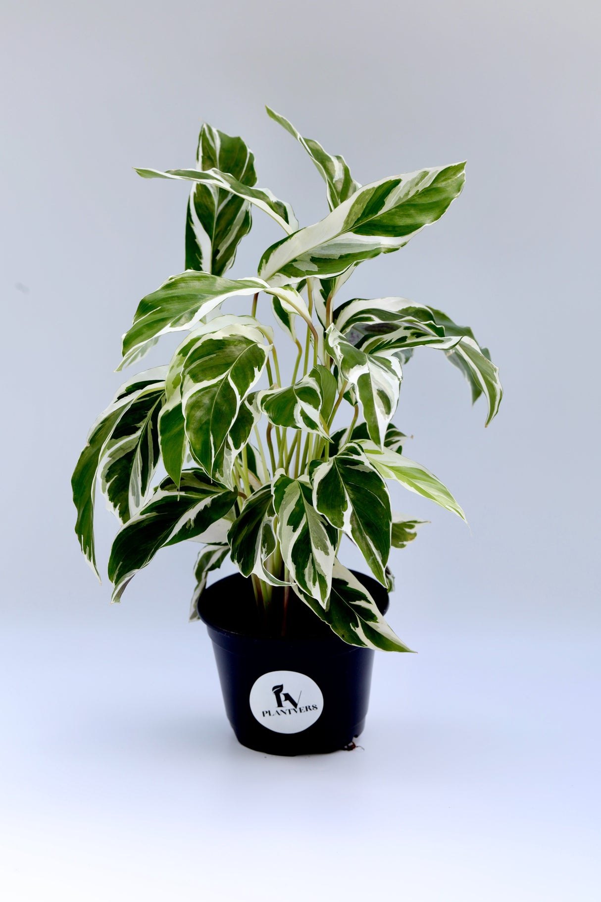 Calathea Fusion White in a 4" Nursery Pot