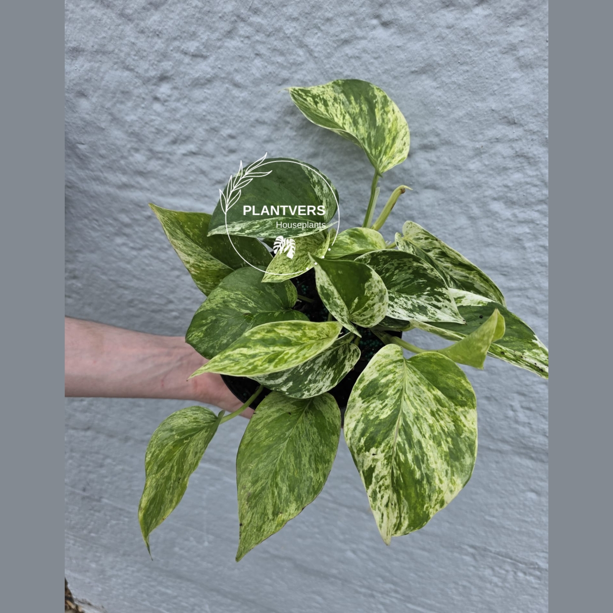 Epipremnum Aureum