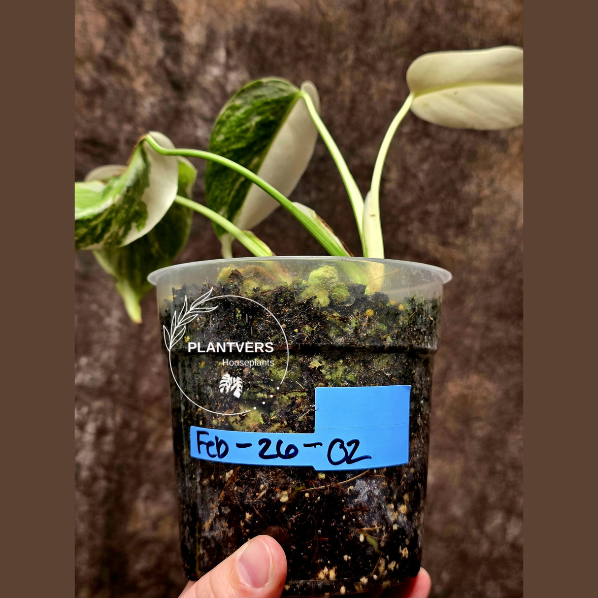 Variegated Monstera Albo EXACT Plant - Rare White Albo Baby Leaf Plant - US Seller