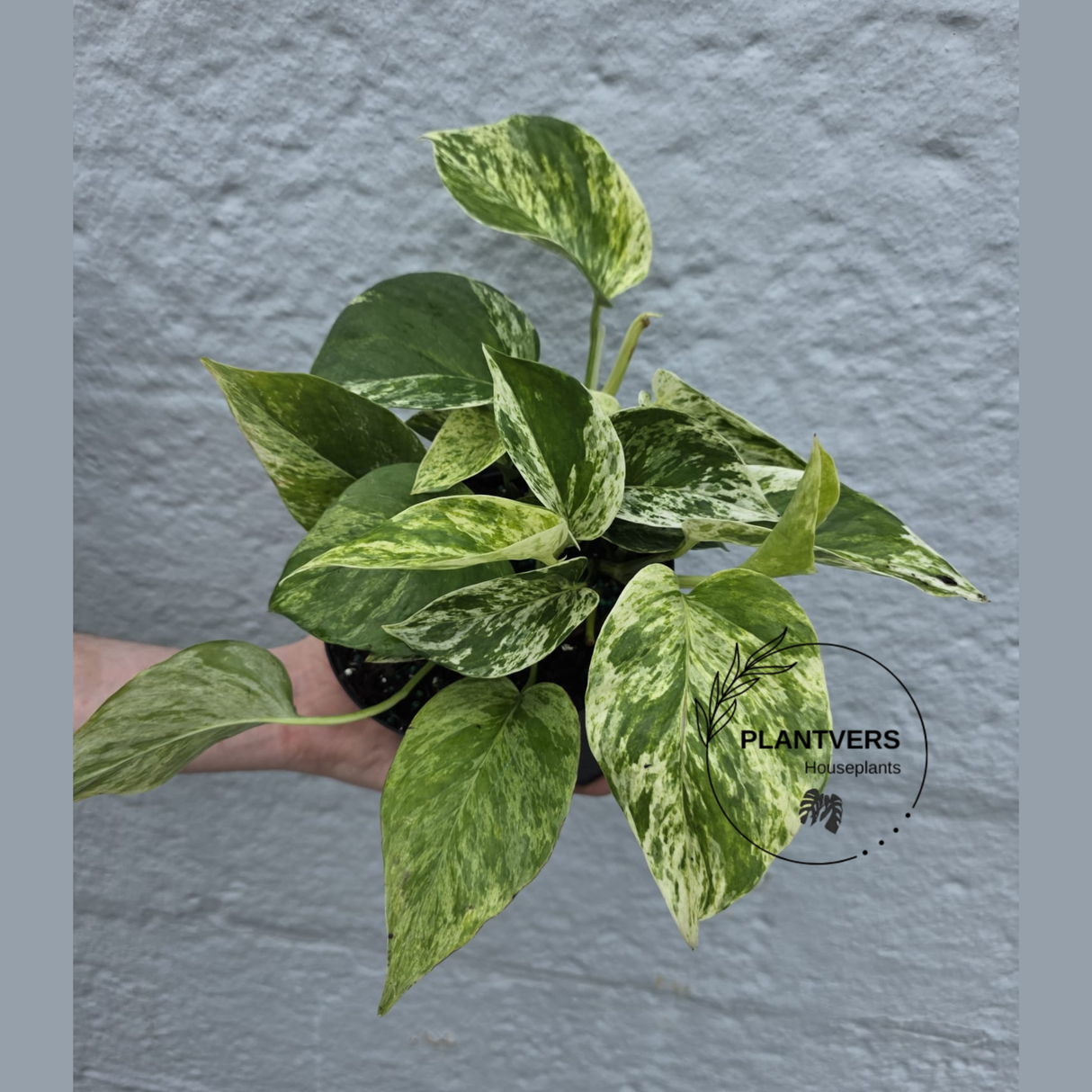 Indoor Trailing Plant