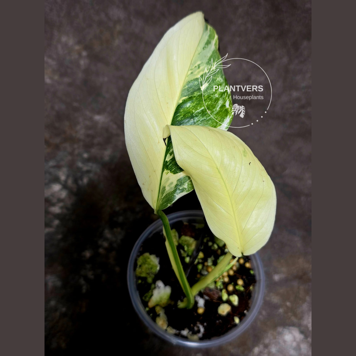 rare houseplants for sale