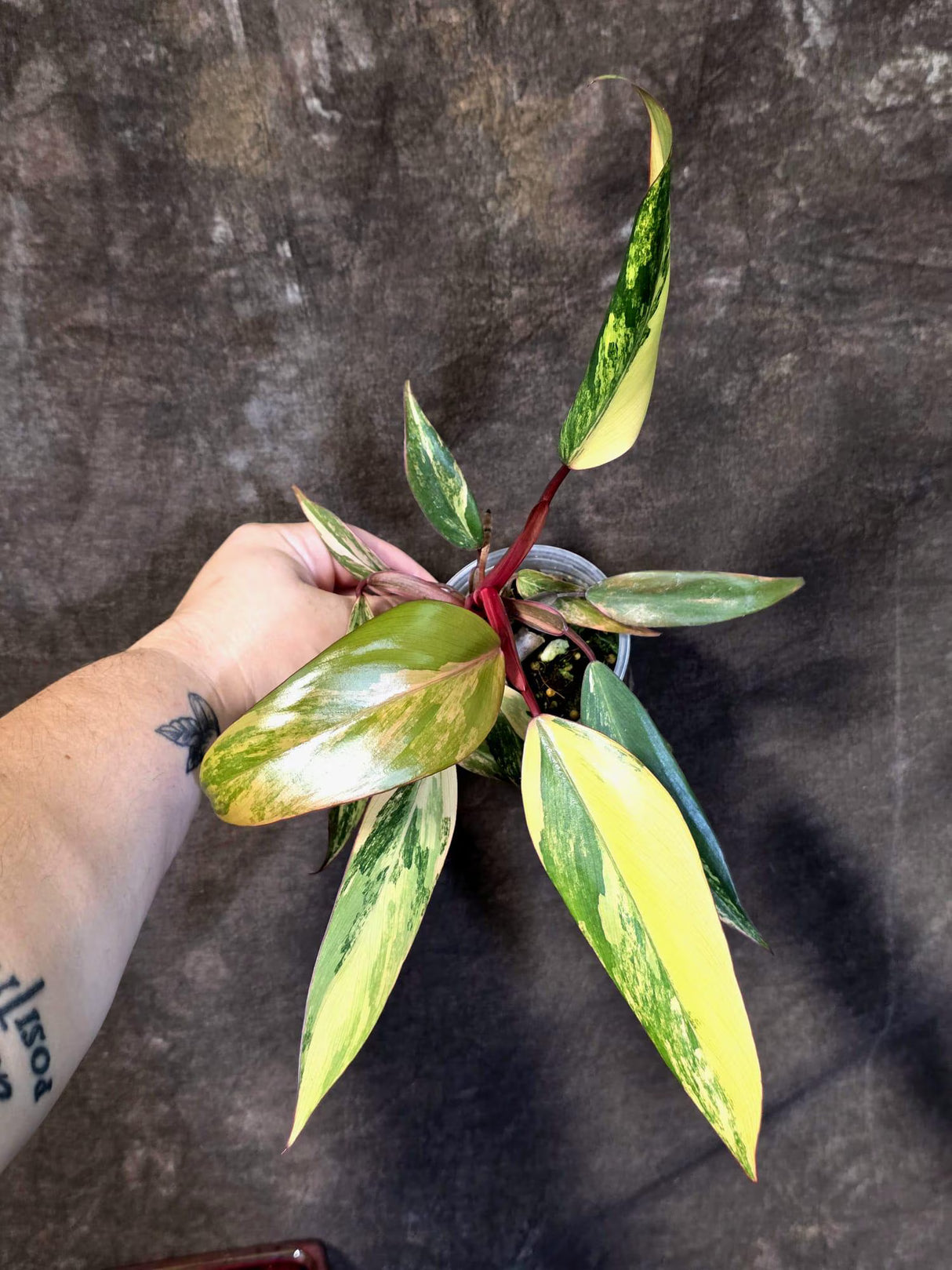 Variegated Philodendron Strawberry Shake - EXACT Plant - (June-21-64)