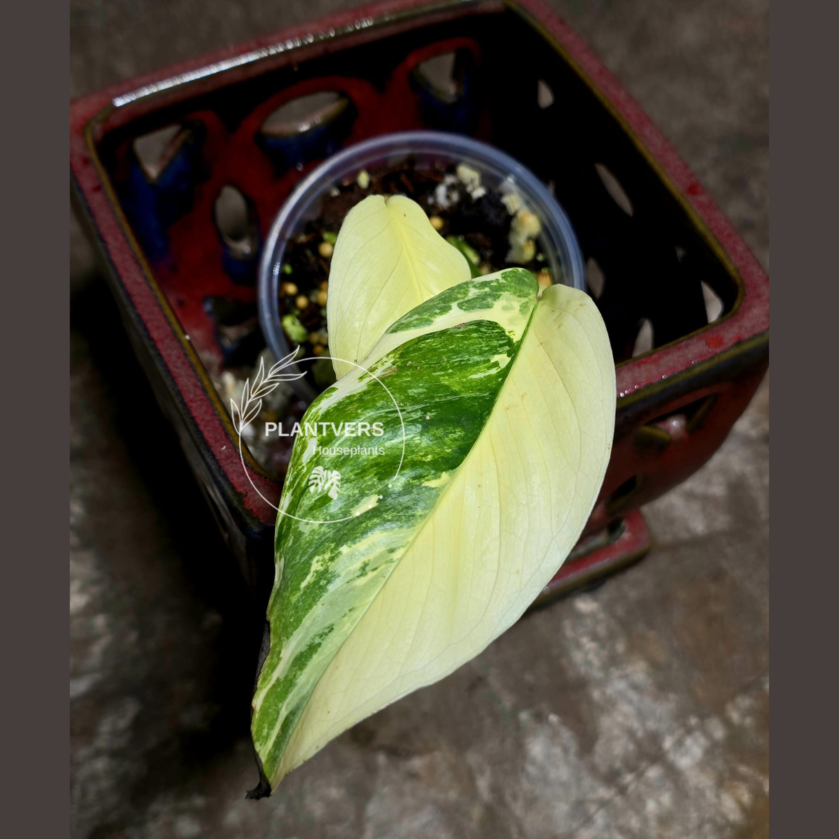 High Variegated Monstera Lechleriana Plant - Rare Live Indoor Plant - US SELLER - EXACT Same Plant