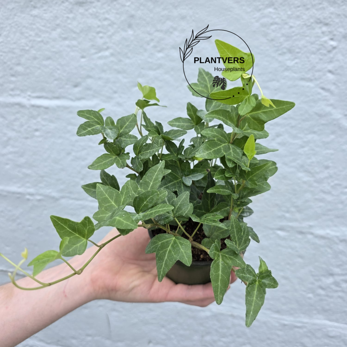 English Ivy