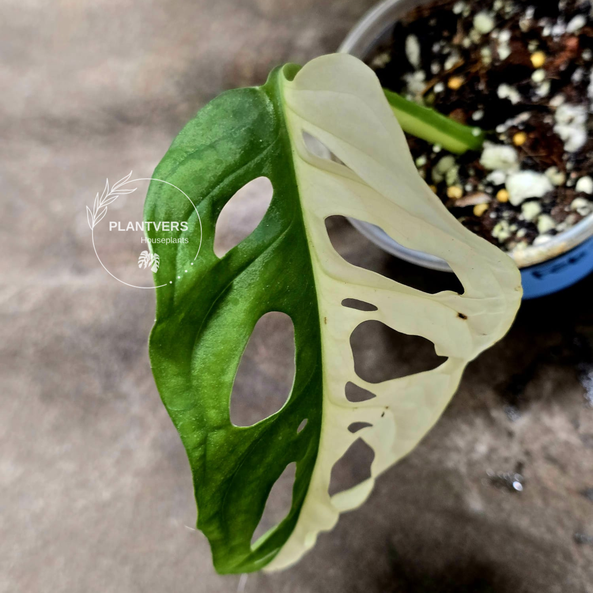 Variegated White Monstera Adansonii Albo - Half-Moon Leaf Swiss Cheese Plant - Exact Plant - US Seller