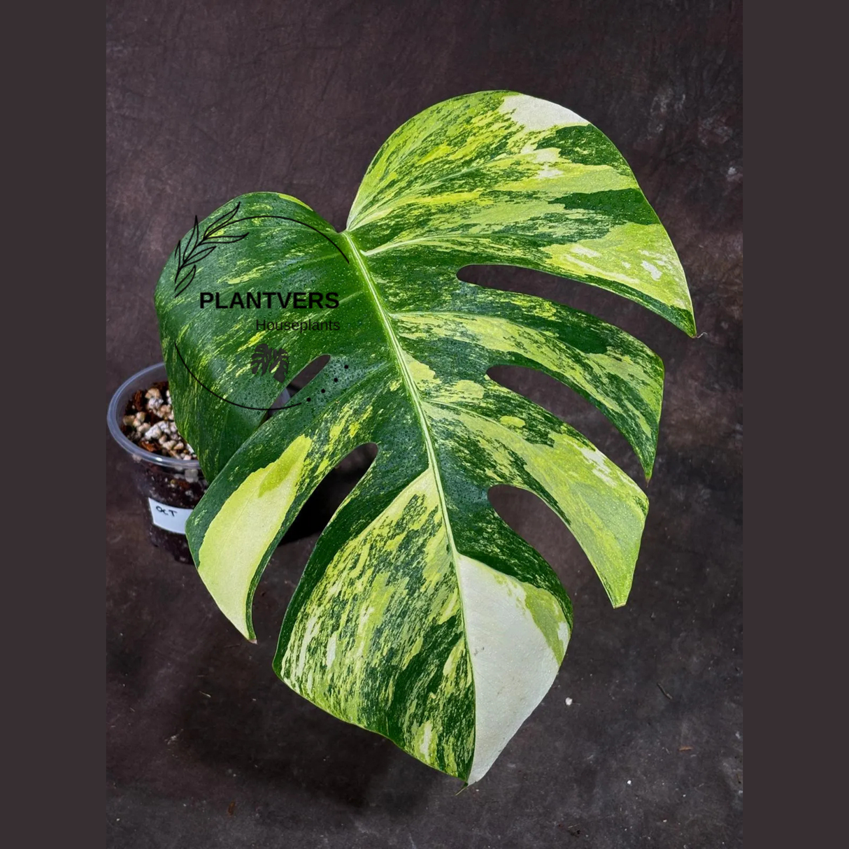 Monstera Borsigiana Aurea Variegated Live Plant in a Nursery Pot - Collector's Aroid - Monstera Marmota - Exact SAME Plant - US Seller