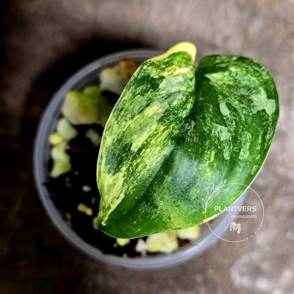 Scindapsus Jade Satin Variegated Plant