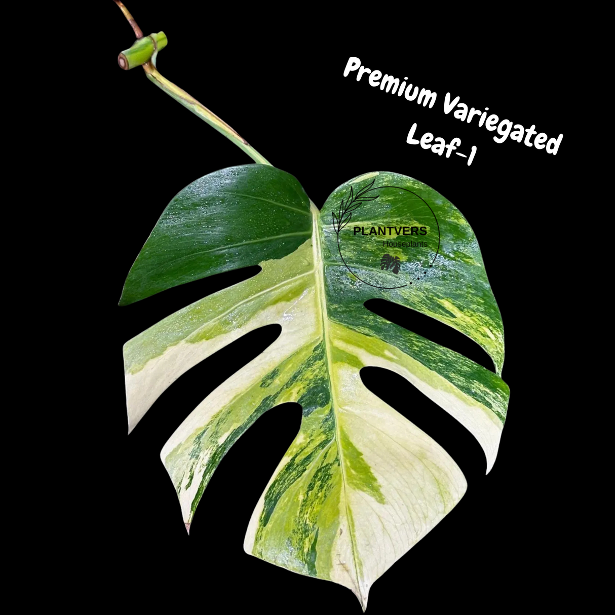 Monstera Borsigiana Aurea Variegated Cutting - Monstera Aurea Variegata - Monstera Marmota Cuts - Grower's Choice - US Seller