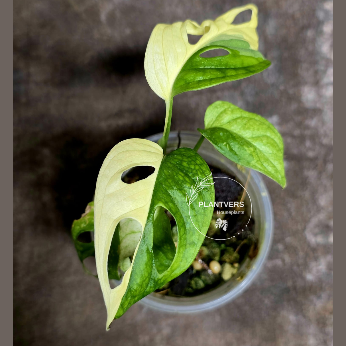 White Monstera Adansonii Albo