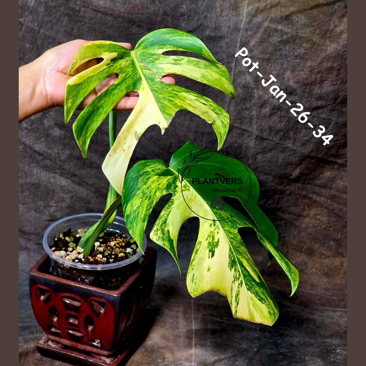 Monstera Borsigiana Aurea Variegated Live Plant - Collector's Aroid - Monstera Marmota - Exact SAME Plant - US Seller