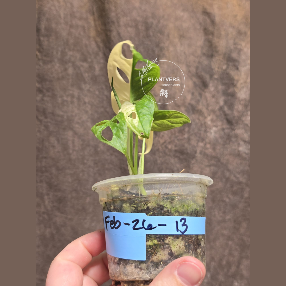 High Variegated White Monstera Adansonii Albo - Swiss Cheese Collector Rare EXACT Plant - US Seller