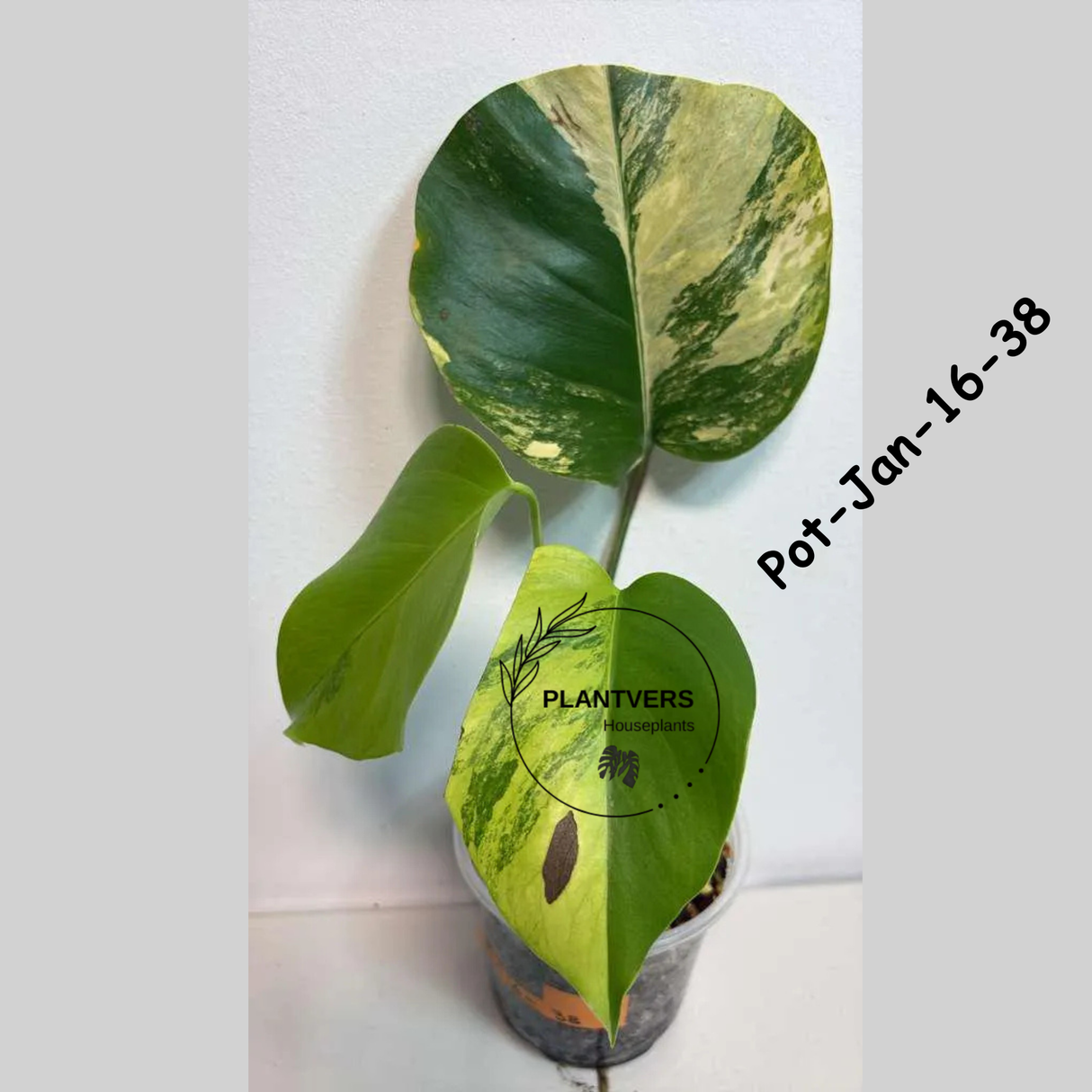 Monstera Borsigiana Aurea Variegated Live Plant - Collector's Aroid - Monstera Marmota - Exact SAME Plant - US Seller