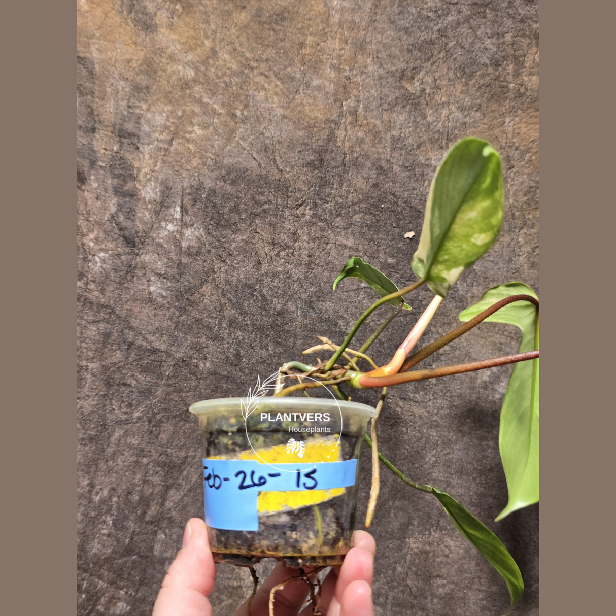 Variegated Philodendron Florida Beauty Potted Plant