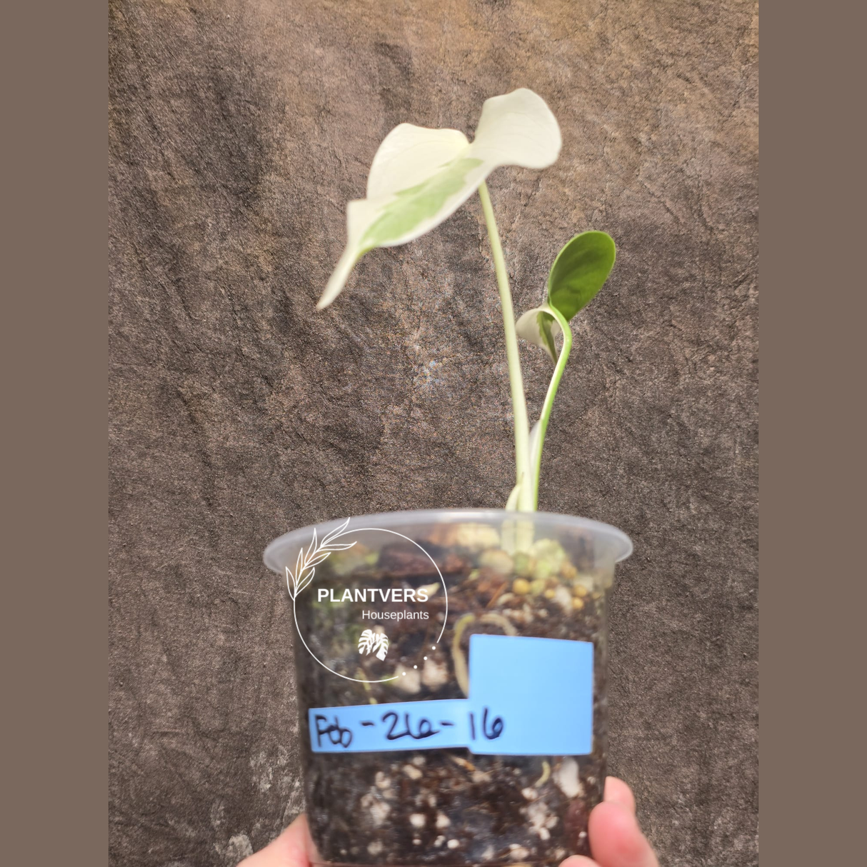 Variegated Monstera Albo EXACT Plant - Rare White Albo Baby Leaf Plant - US Seller