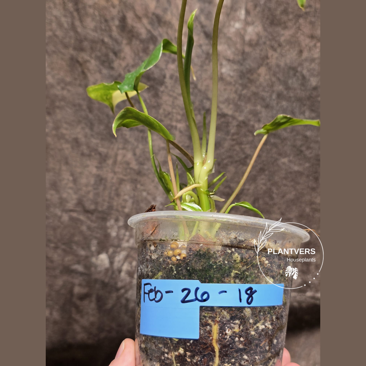 Variegated Burle Marx Philodendron Plant - Tropical Houseplant - Rare EXACT Plant - US Seller