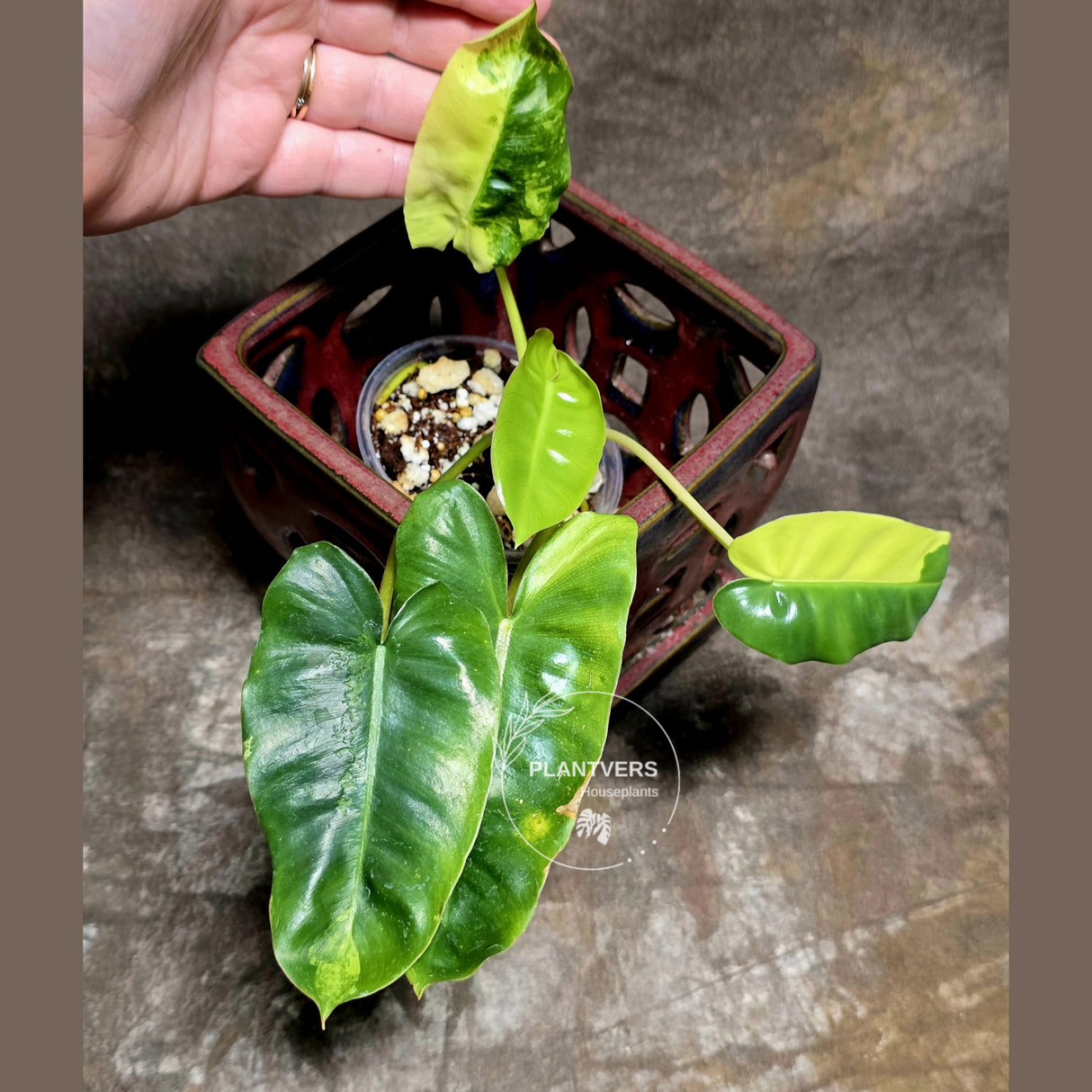 Variegated Burle Marx Philodendron Plant - Tropical Houseplant - Rare EXACT Plant - US Seller