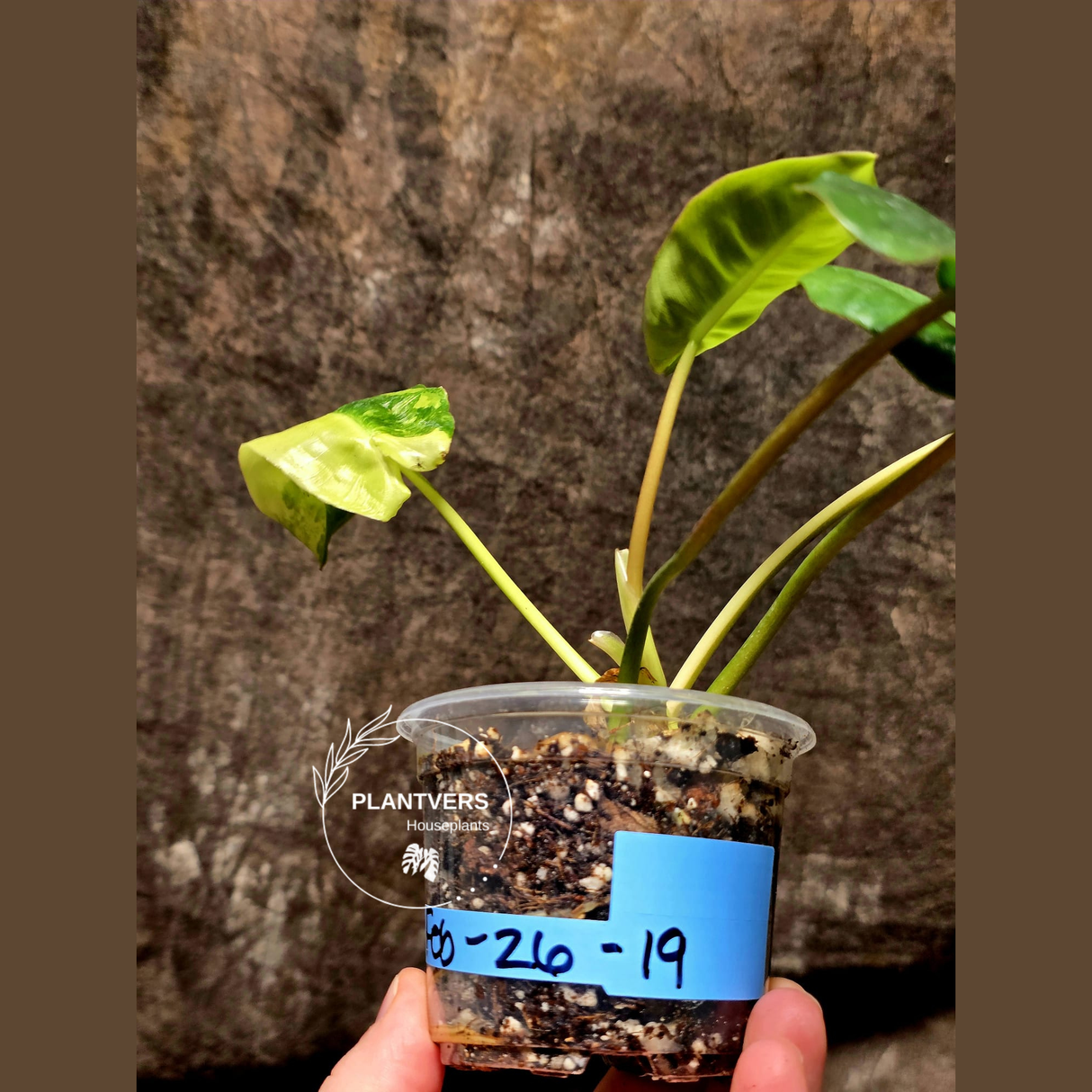 Variegated Burle Marx Philodendron Plant - Tropical Houseplant - Rare EXACT Plant - US Seller