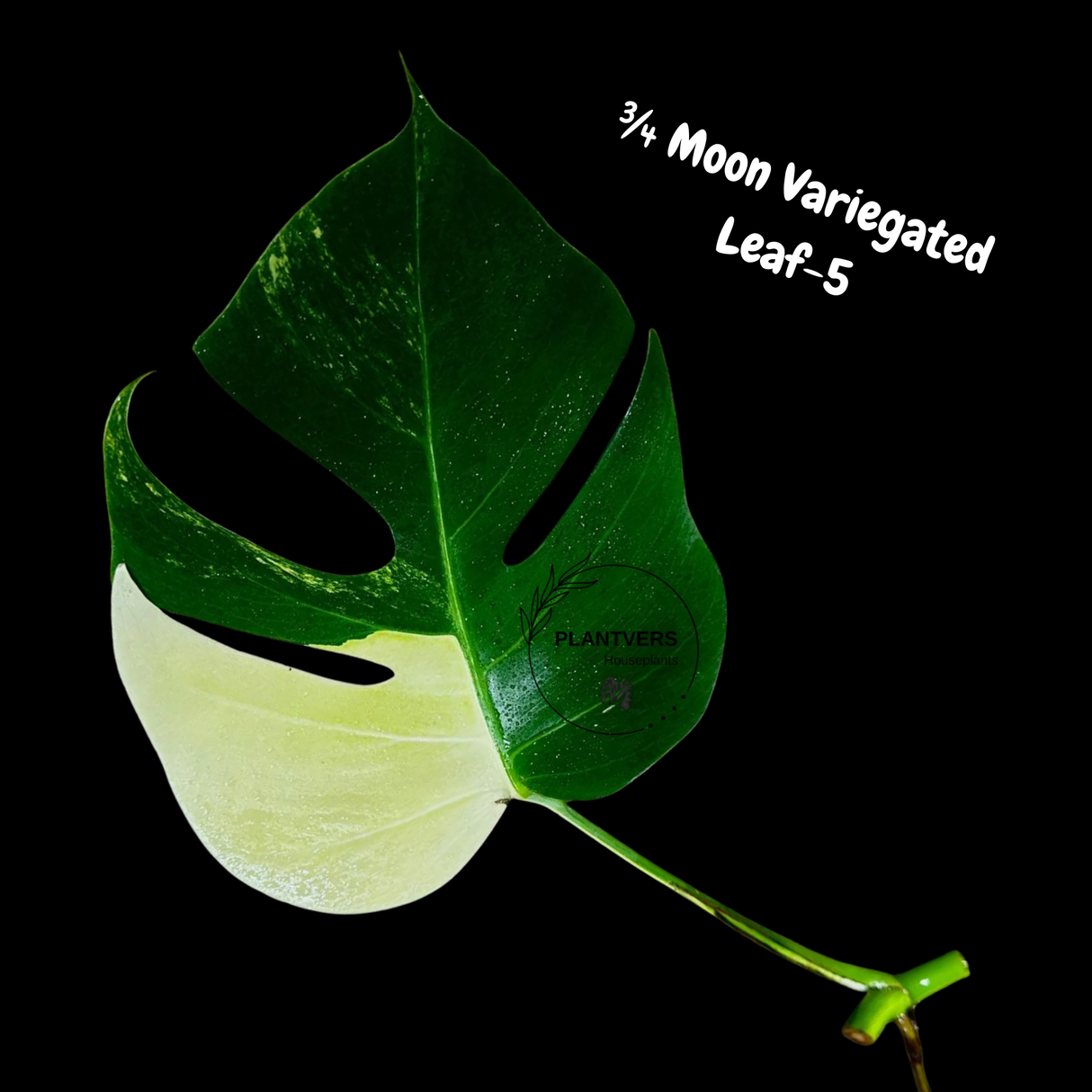 Monstera Borsigiana Aurea Variegated Cutting - Monstera Aurea Variegata - Monstera Marmota Cuts - Grower's Choice - US Seller