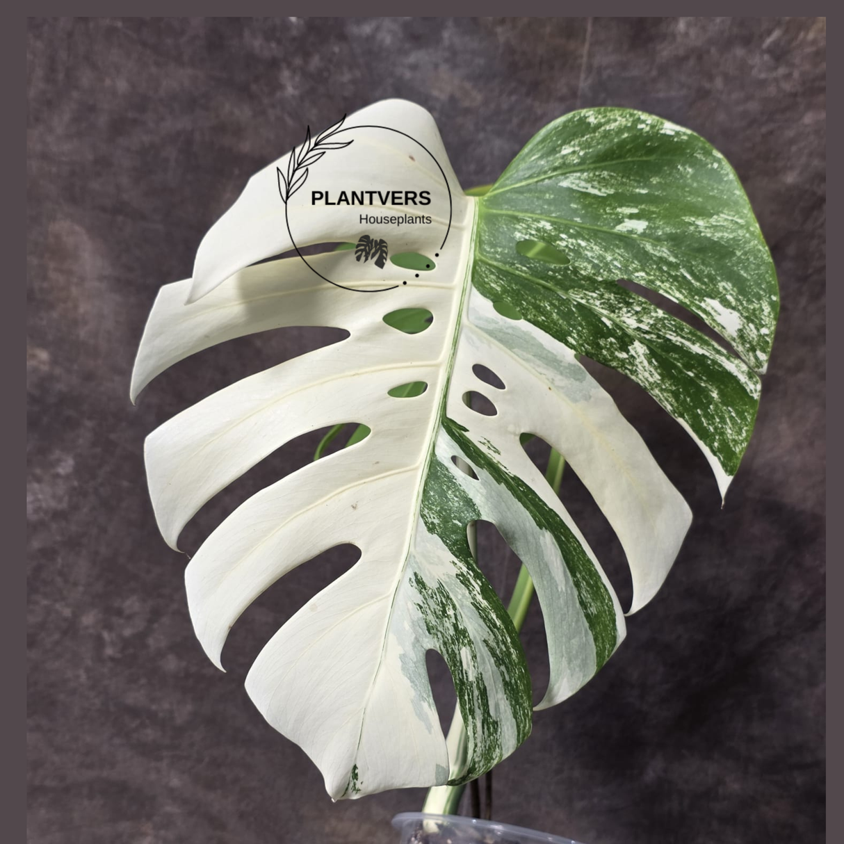 Rare Variegated Monstera Albo - White Albo Borsigiana EXACT Plant - Large Form - US Seller