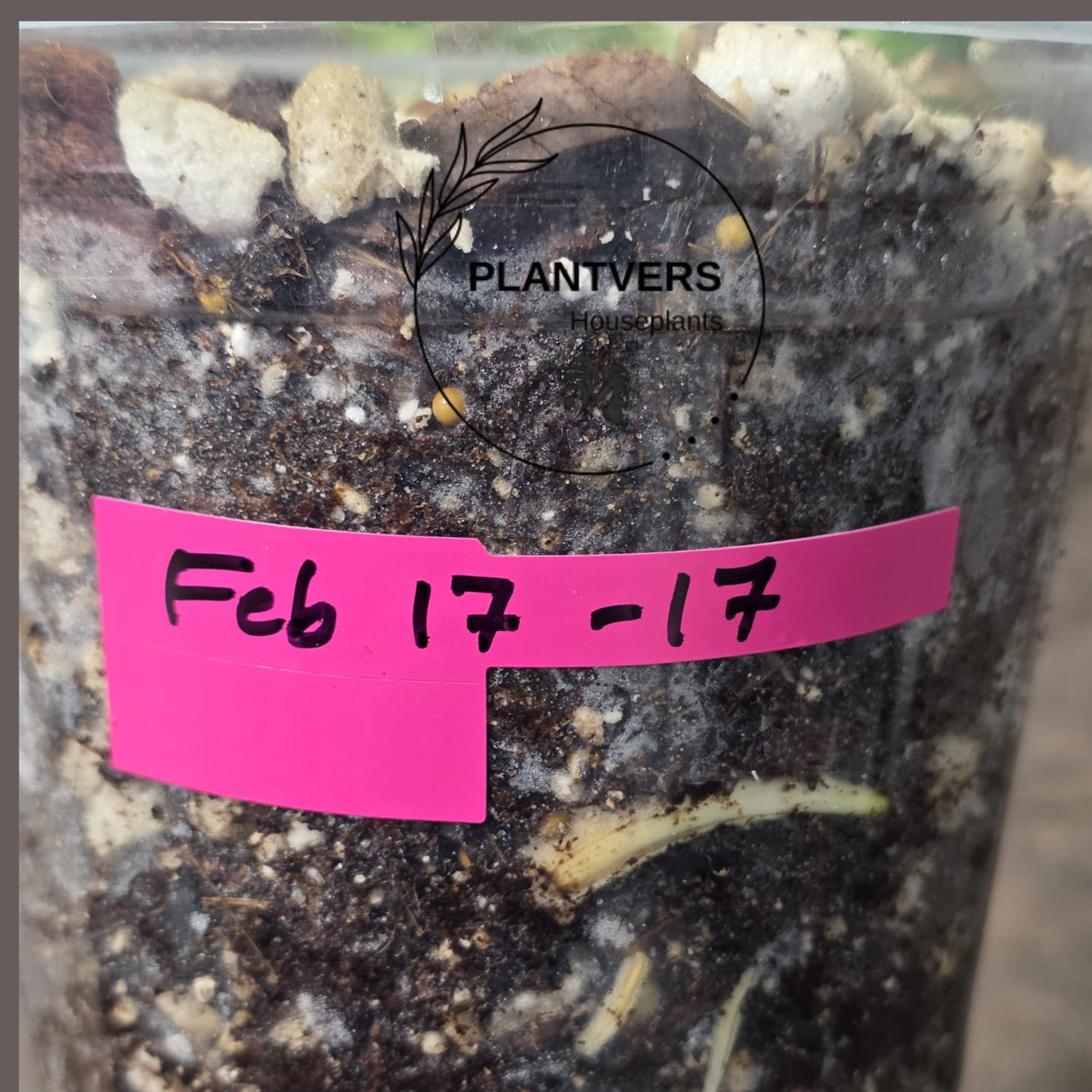 Rare Variegated Monstera Albo - White Albo Borsigiana EXACT Plant - Large Form - US Seller